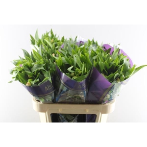 Alstr True Dream (pink/wit)