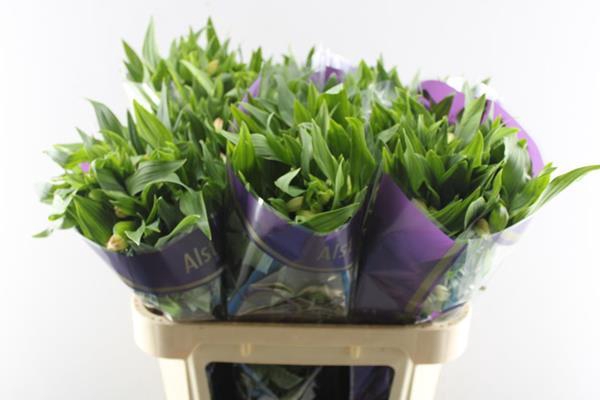 <h4>Alstr True Dream (pink/wit)</h4>