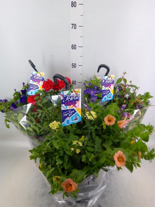 <h4>Hanging baskets</h4>