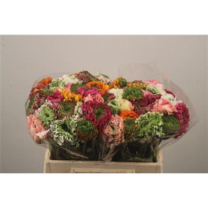 Ran Pon-pon Mixed In Bunch