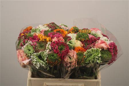 <h4>Ran Pon-pon Mixed In Bunch</h4>