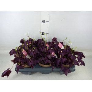 Oxalis trian. 'Mijke'