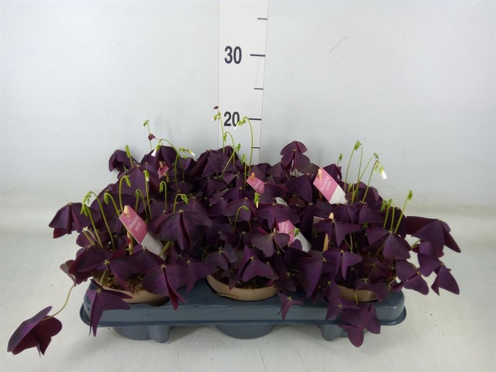 <h4>Oxalis trian. 'Mijke'</h4>