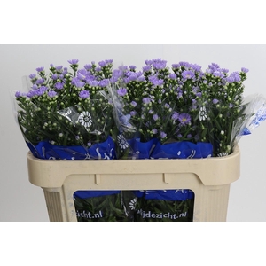 Aster Cassandra