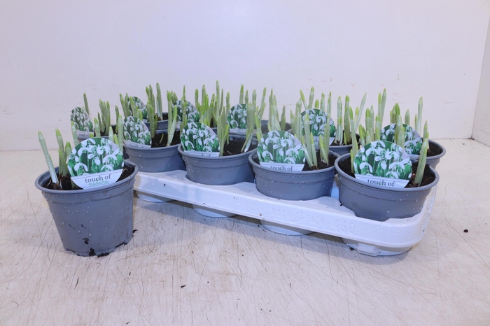 <h4>GALANTHUS HIPPOLYTA</h4>