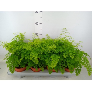 Adiantum raddi. 'Fragrans'