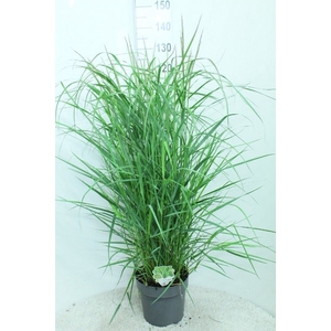 Panicum virgatum 'Rehbraun'