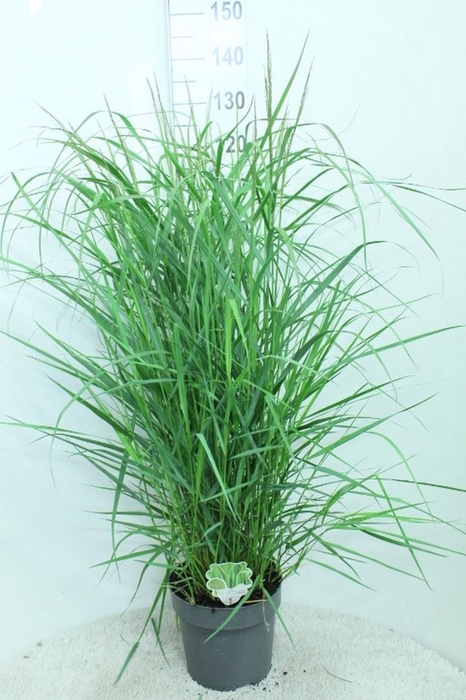 <h4>Panicum virgatum 'Rehbraun'</h4>