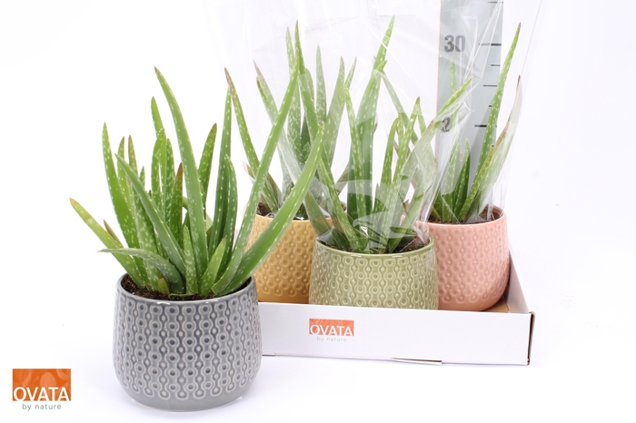 <h4>ALOE VERA</h4>