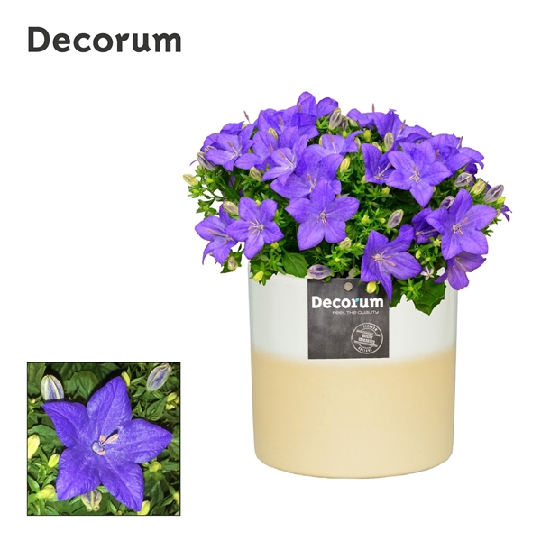 <h4>Campanula 'Napoli' Rosy Decorum</h4>