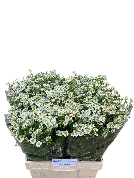 <h4>TANA PA CAMERON</h4>