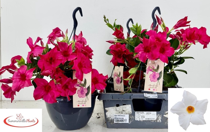 <h4>MANDE RIO HOT PINK</h4>