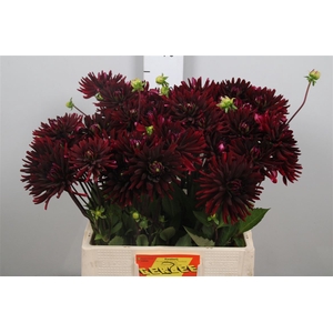 Dahl Black Spider