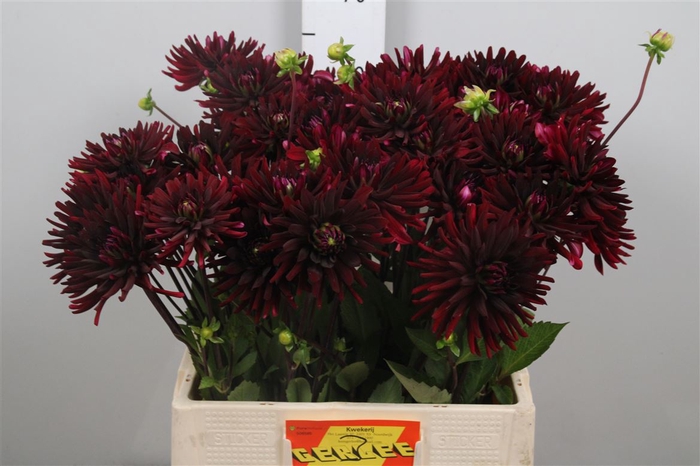 Dahl Black Spider