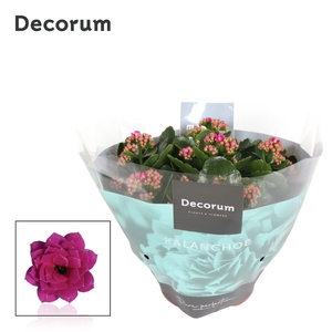 Kalanchoe Decorum - Purple