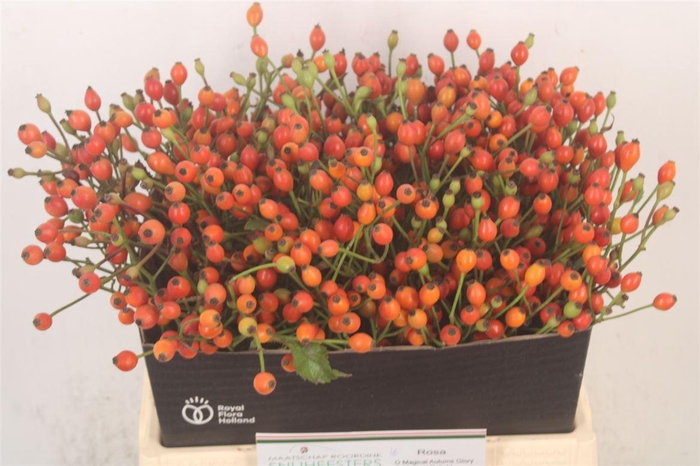 <h4>Rosa Mag Miracle</h4>