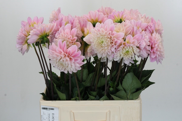 <h4>Dahlia Sweet Nathalie</h4>