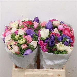 Anem Co Fstar Gem Super