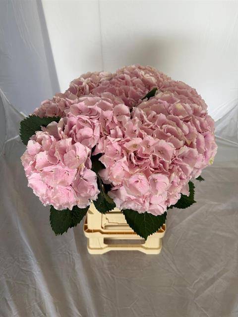 <h4>VERENA LENGTE 60</h4>
