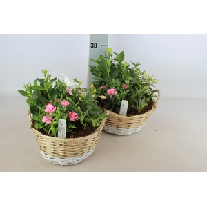ARR TUINPLANTEN