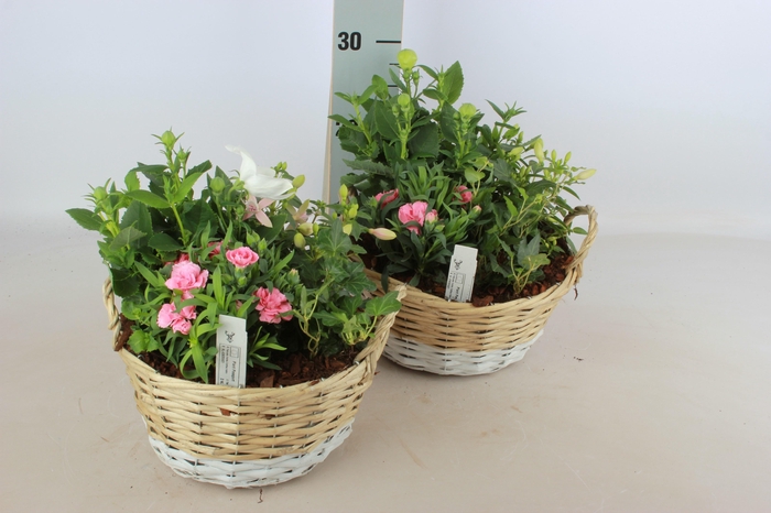 <h4>ARR TUINPLANTEN</h4>
