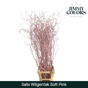 Salix Golden Curls Soft Pink