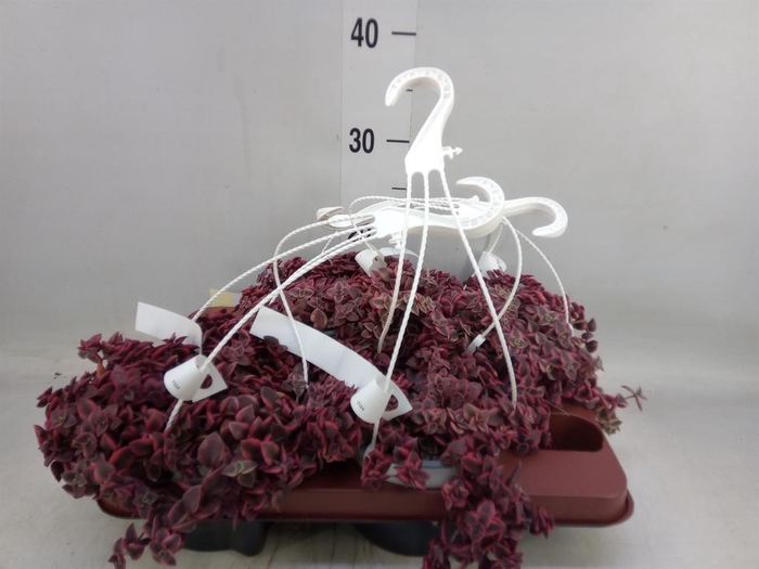 <h4>Crassula marginalis</h4>