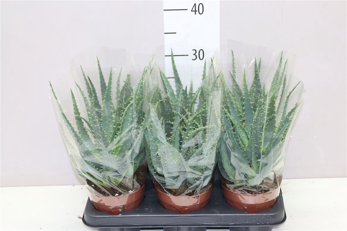 <h4>Aloe Arborescens</h4>