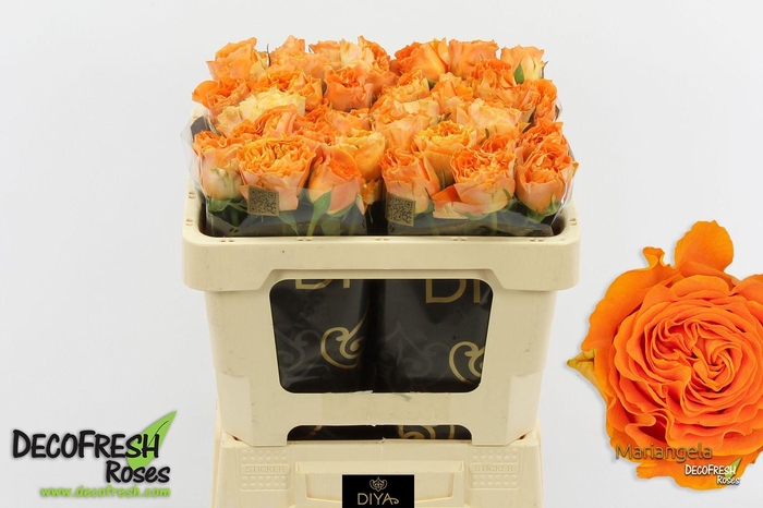 <h4>R Gr Mariangela</h4>