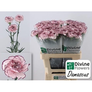 Dianthus ST 'Damascus'