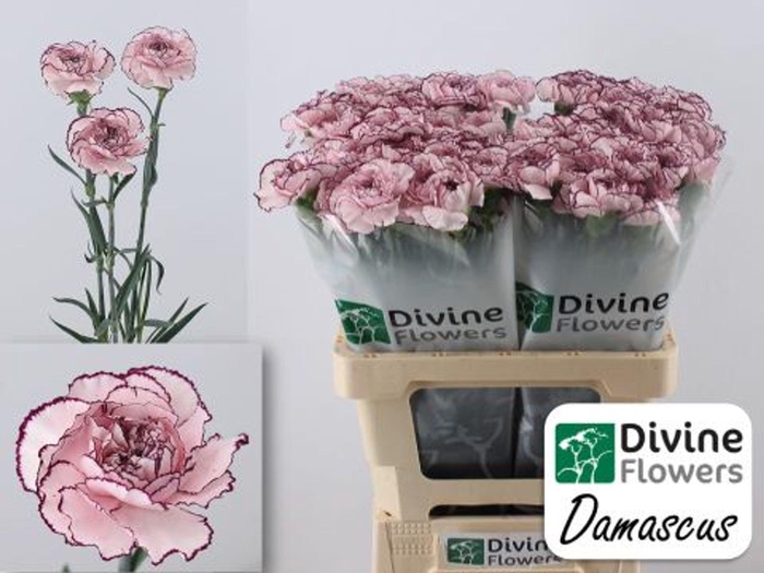 <h4>Dianthus ST 'Damascus'</h4>