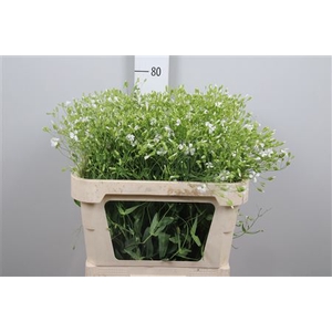 Saponaria White