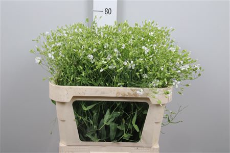 <h4>Saponaria White</h4>
