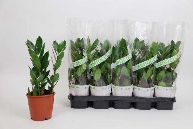 Zamio Zamiifolia
