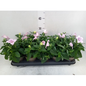 Platycodon grand. 'Astra Pink'