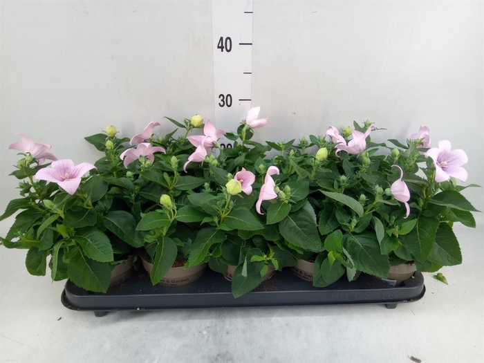 <h4>Platycodon grand. 'Astra Pink'</h4>