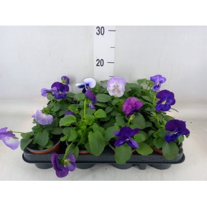 Viola wr. 'Delta Lavender'
