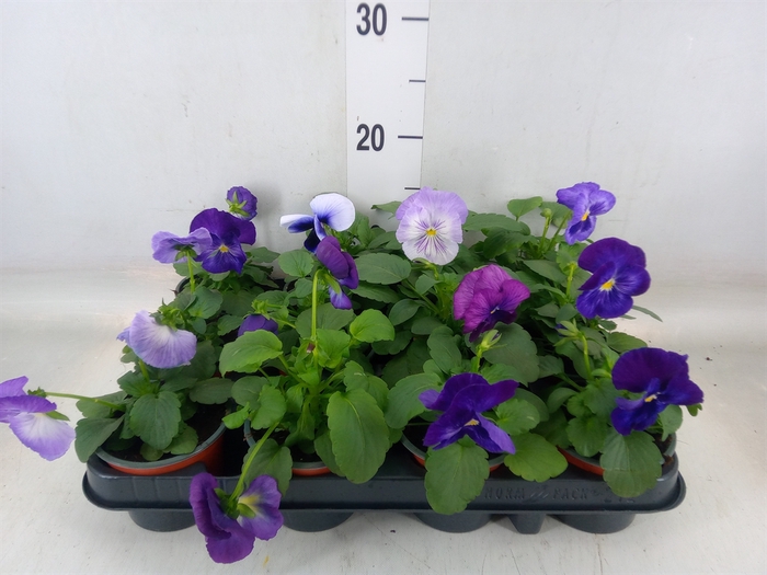 <h4>Viola wr. 'Delta Lavender'</h4>