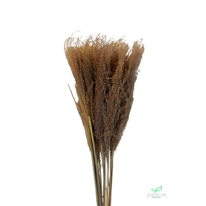 DRIED FLOWERS - REED PLUME NATURAL 50GR *PROMO*