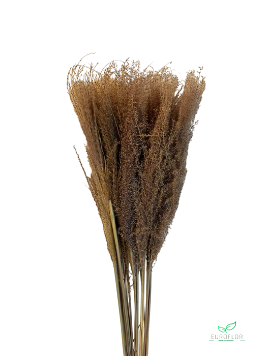 DRIED FLOWERS - REED PLUME NATURAL 50GR *PROMO*