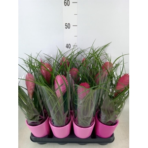 Tillandsia cyanea 'Anita'