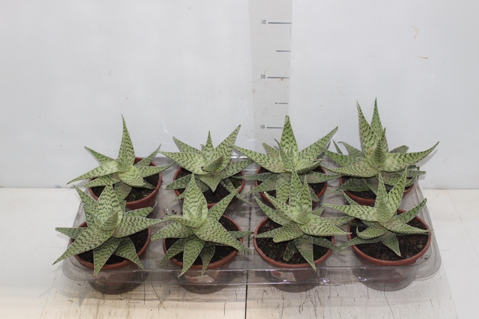 <h4>ALOE RAUHII DEMI C13</h4>