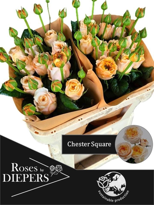 <h4>R TR CHESTER SQUARE</h4>