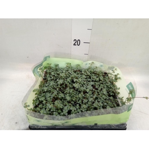 Pilea glaucophylla 'Greyzy'