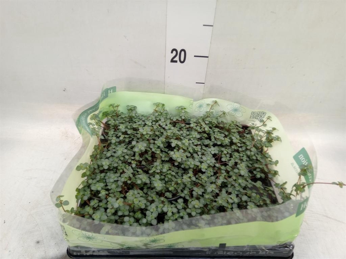 <h4>Pilea glaucophylla 'Greyzy'</h4>