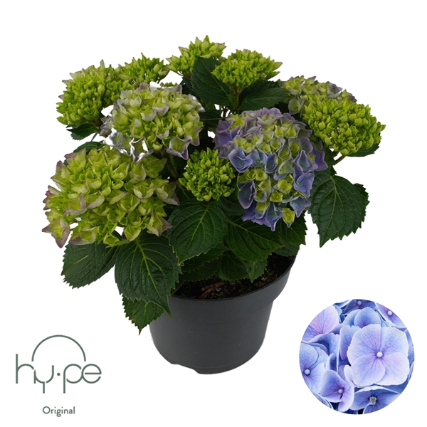 <h4>Hydrangea Mophead Blue 7+ | Hy-pe Original</h4>