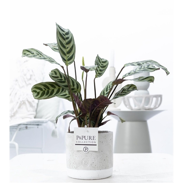 <h4>Ctenanthe Burle Marxii in P&PURE Jade ceramics</h4>