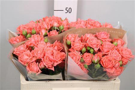 <h4>R Tr Barbados</h4>