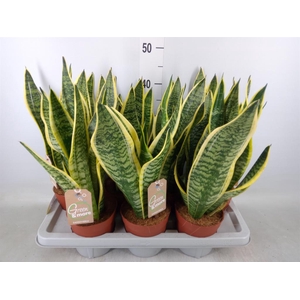 Sansevieria trifa. 'Futura Superba'