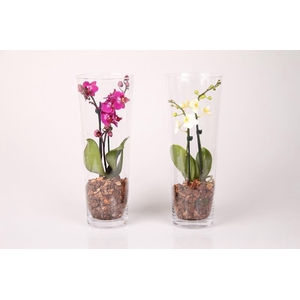 PHALAENOPSIS-HYB P6 VASE 2T
